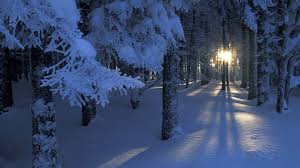 Képtalálat a következőre: „winter forest”