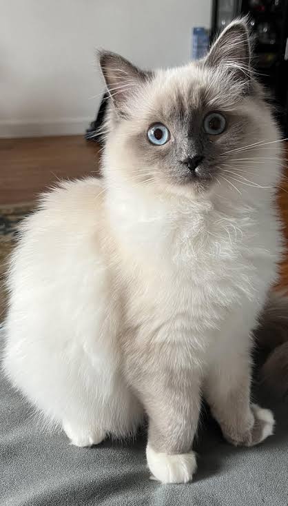 Ragdoll stare. What’s going on in there?