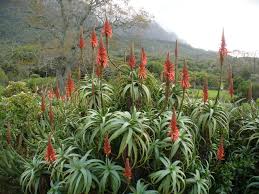 Image result for aloe vera plant in bloom