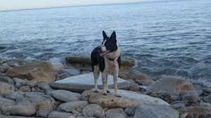 swanage dog cliff rescue
