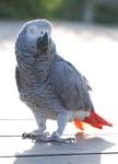African Grey Parrots for Sale - m