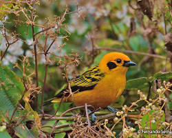 Imagem de bird in its habitat