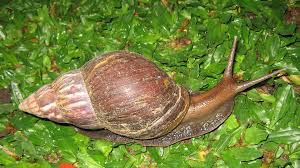 Image result for what does snails eat