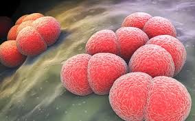 Brote Meningitis Reino Unido