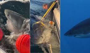 Contender, maior tubarão-branco do Atlântico, é avistado na costa dos Estados Unidos