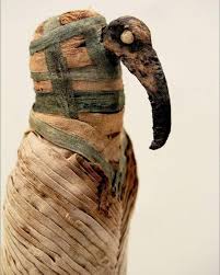 ✓👹The Ibis Mummy. The Ibis was worshipped in ancient Egypt because it was thought to be Thoth's image on earth, and it was embalmed when they died. Sometimes he was also mummified