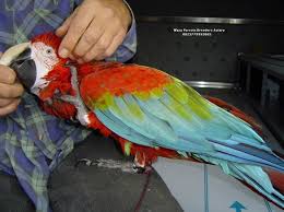 Image result for baby macaw parrot for sale