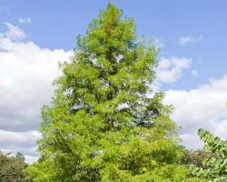 Image of Bald Cypress (Taxodium distichum) tree