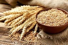 فعالیت ۵ مرکز خرید تضمینی گندم در شهرستان بروجرد|بازار