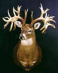 hole in horn buck