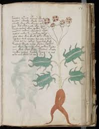 Risultati immagini per codice voynich pdf