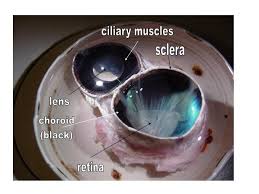 Image result for eyeball enucleation cattle