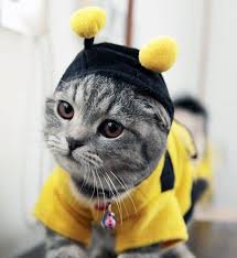 Image result for halloween cat