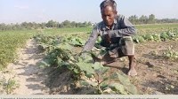 Fertiliser crisis hits farmers