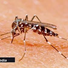 Île Maurice : plus de 100 cas actifs de chikungunya