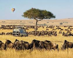 Image of Masai Mara National Reserve