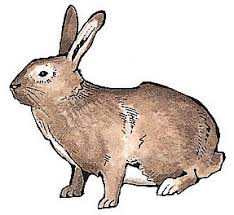Image result for RABBIT