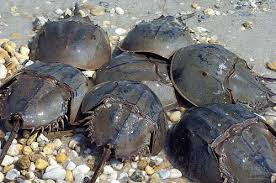 Image result for horseshoe crab