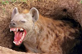 images?q=tbn:ANd9GcQ4-9gsFIYEozEsjSUsgV2uALYHt0AkqrUEyd9AMvV8SEFQxuo9