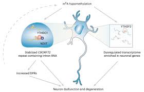 New Discovery Sheds Light on RNA Dysregulation and its Role in Neurodegeneration - 8