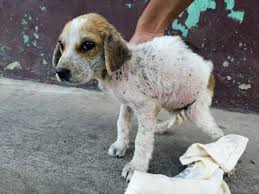 Me donas nutrigel por favor 🙏🐶