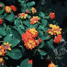 Image result for അരിപ്പൂ