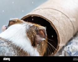 guinea pig exploring a cardboard tubeの画像