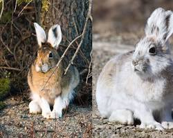 Snowshoe hare changing its color to blend in