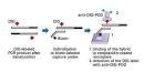 Bone Morphogenetic Protein (BMP) signaling in development and