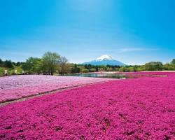 芝桜の丘（山梨県）の画像