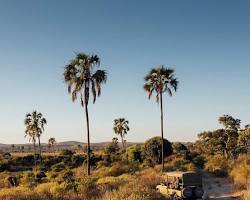 Image of Game drive in Ruaha National Park