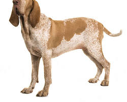 Immagine di Bracco Italiano dog breed