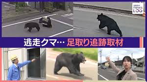 【独自取材】4人襲撃“居座りクマ”逃走 住宅街を疾走……足取りを徹底追跡 「クマ撃退」の運転手に聞く 福島市【news LOG】