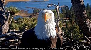‘You gave us all hope’: Fans of famed Big Bear bald eagle Jackie respond to her death