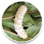 Image result for silk worms pain relief image