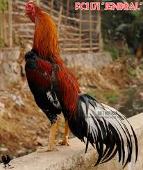 Hasil gambar untuk ayam bangkok