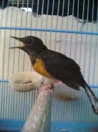 Hasil gambar untuk murai batu