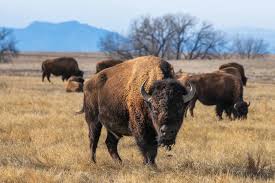 How to survive a bison attack — and other wild animal encounters — after a Yellowstone tourist's terrifying experience