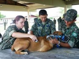 Resultado de imagem para Dia do serviço de veterinaria do exercito