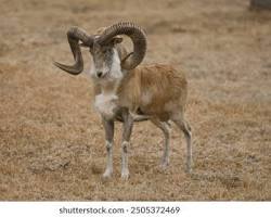 Urial