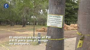 Resultado de imagen para HONGO PUDRICION TEXANA EN EL PARQUE