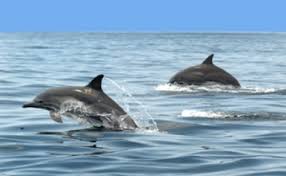 Resultado de imagen para mochima