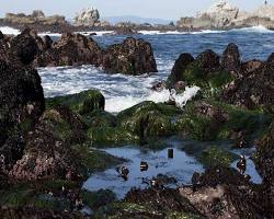 Image of Monterey Bay National Marine Sanctuary in Seaside California