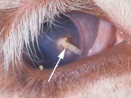 Image result for eyeball enucleation cattle