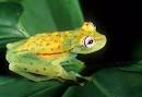 How Amphibians Behave