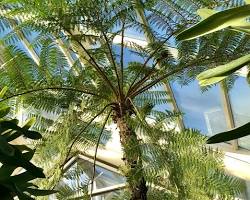 Image of Palm trees in Brooklyn Botanic Garden