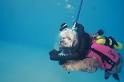 Dog scuba gear