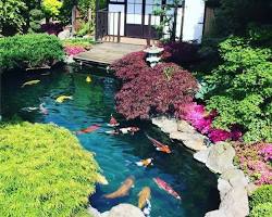 Amazing Japanese Garden Koi Fish