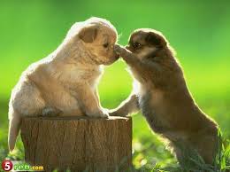 غرائب وعجائب حيوانات