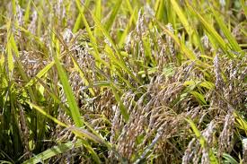 News source: 朝日新聞